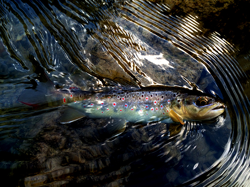 1 Non solo Brown