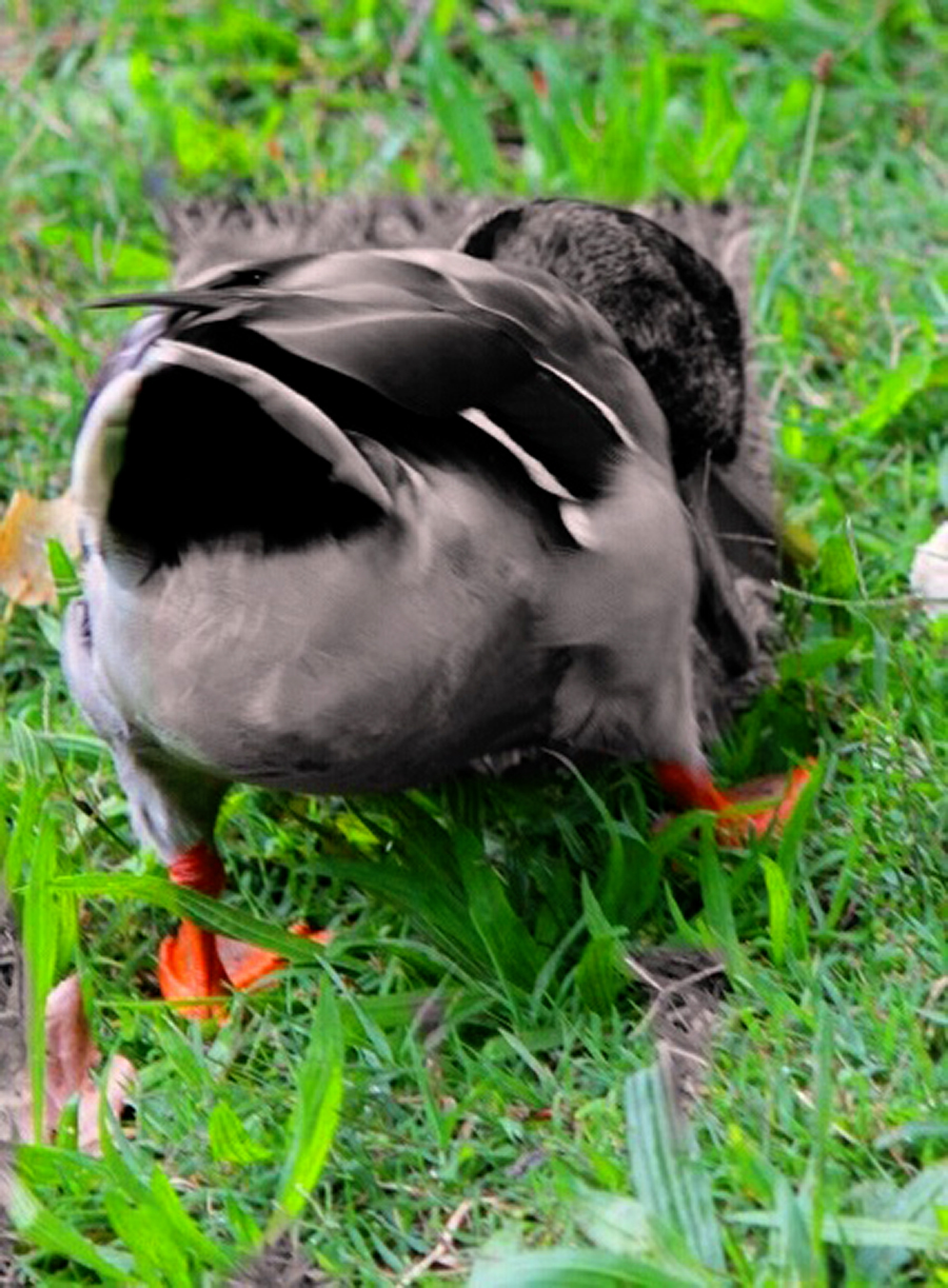 20-culde-canard