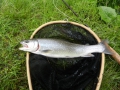 Galtur2012027